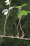 Eastern teaberry <BR>Wintergreen